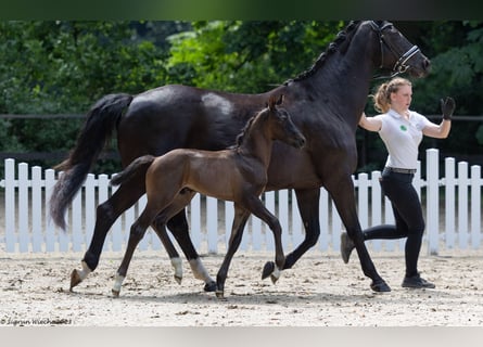 Trakhener Foals